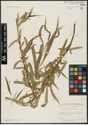 Foto von Salix acmophylla Boiss.